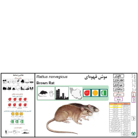 گونه موش قهوه‌ای Brown rat